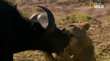 buffalo GIF by Nat Geo Wild 