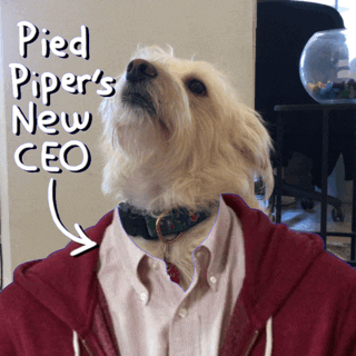 Pied Piper GIF by GIPHY CAM