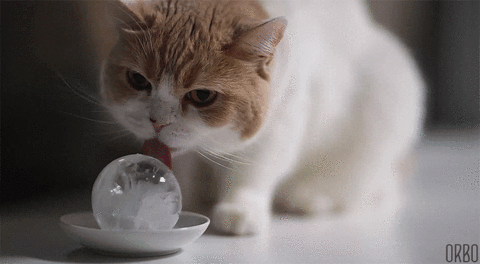 Cat Perfect Loop GIF - Find & Share on GIPHY