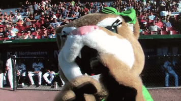 put em up GIF by Kane County Cougars