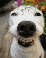200.gif