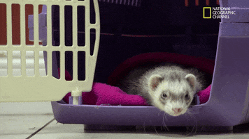 nat geo wild ferret GIF by Dr. K's Exotic Animal ER