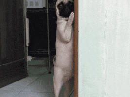 giflinecom  GIF