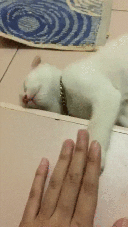mulderfox  GIF
