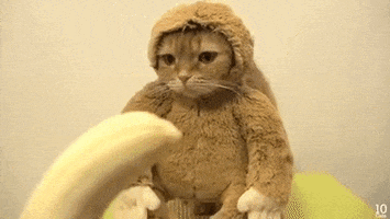 Animal gif. We follow a banana as it is brought to a cat wearing a monkey suit. The cat nibbles at it slightly.