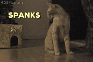 Cat Spank You GIF by REBEKAH - Find & Share on GIPHY