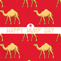 Wednesday Camel GIF by CBC