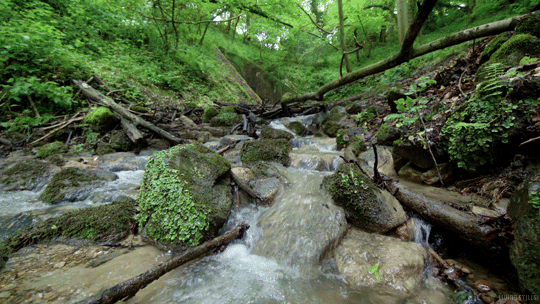 water forest GIF by Living Stills