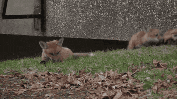 wisconsin foxes GIF by uwmadison