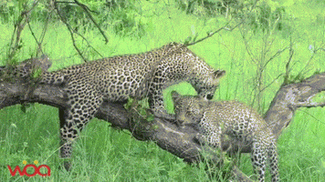 davidjackson0102 wild animal animal mating GIF