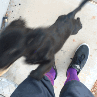 Dog Kiddo GIF by notsofantastic