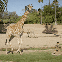happy see ya GIF by San Diego Zoo