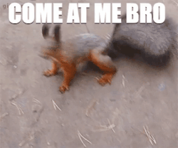 squirreling meme gif