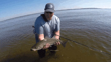 Striped Bass Fishing Blooper GIF by Predator Fly Gear