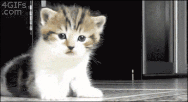 jantravell13gmailcom cat kitten squash GIF