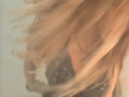 Shakira GIF