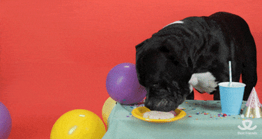 Video gif. Black and white pit bull sniffs and licks a cake or cookie on a paper plate until it falls off the table. Then it turns and licks at other decorations on the table, knocking away a cup and party hat. Text, "Happy birthday, party animal."