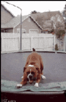 dog bouncing GIF by chuber channel