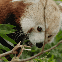 Red Panda Eating Gifs Get The Best Gif On Giphy