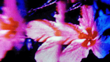 Television Video GIF by Gisela Guzmán