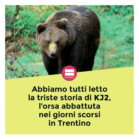 franzfoti trentino trento animali orsi GIF