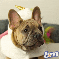 sad dog GIF by B&M Stores