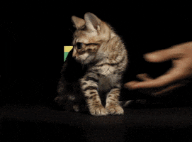 cat gif GIF by Product Hunt