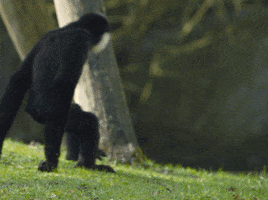 papodeprimata amizade macacos primatas GIF