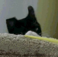 bossclaw cat ear gopro slowmo GIF