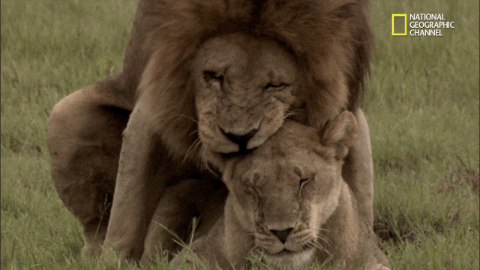 nat geo big cat week GIF door Nat Geo Wild
