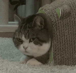 Interested Cat GIF