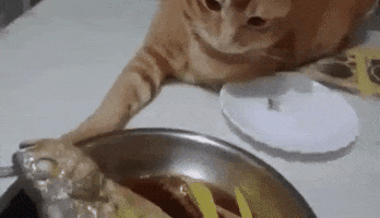 romanbentonfawns funny cat cats fish GIF