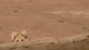 suzuki v GIF