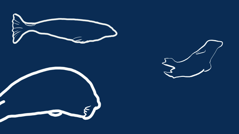 adamploomis animated GIF