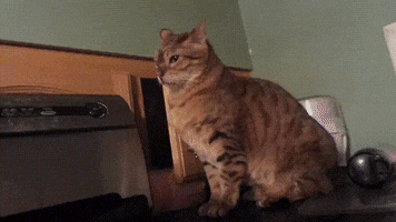 satoshi4eva #cat #ninja #boop GIF