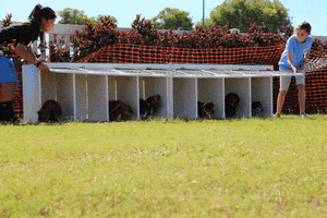 grantchuggybearshindo  GIF