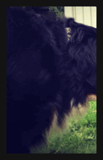 Dog Fight GIF by YeahNah