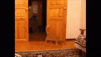 cat jump GIF by Sidechat