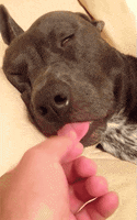 Tired Dog GIF by AFV Pets
