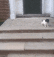 dog lol GIF by America's Funniest Home Videos