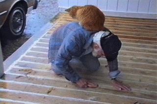 Americas Funniest Home Videos GIF by AFV Pets - Find 