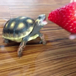 Turtle Eating a strawberry GIF