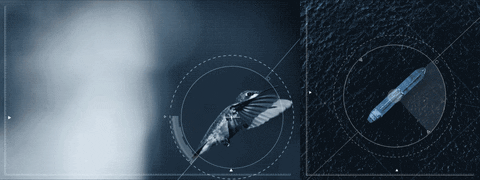 tore  GIF