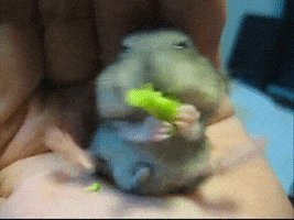 Hamster Broccoli GIF by Cheezburger