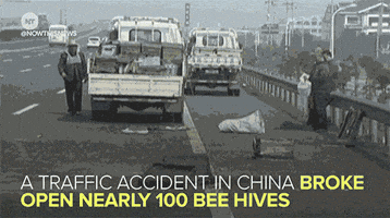 news bees GIF by NowThis 