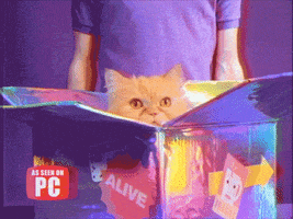Cat If I Fits I Sits GIF by GIFt Delivery