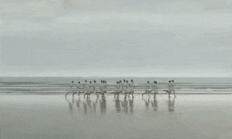 chongranfilarts chariots of fire chongranfilarts  mise en scène + juxtapose GIF