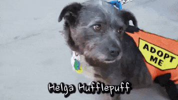 Dogs GIF by Badass BK