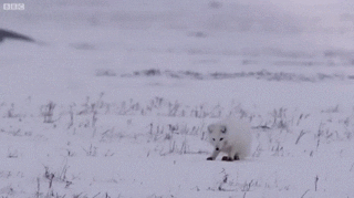 terre  GIF