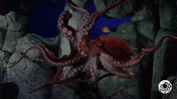 giant pacific octopus tentacles GIF by Monterey Bay Aquarium